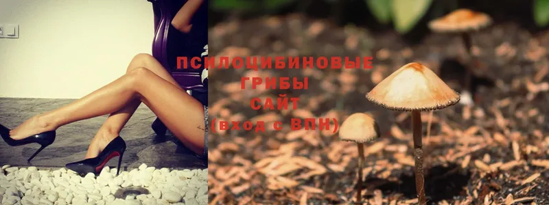 хочу   Лянтор  Псилоцибиновые грибы Cubensis 